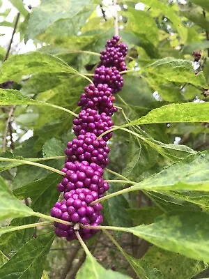 7 Beauty Berry Bush Live  Plant Cuttings No Roots For You To Root Propogate • $18.99