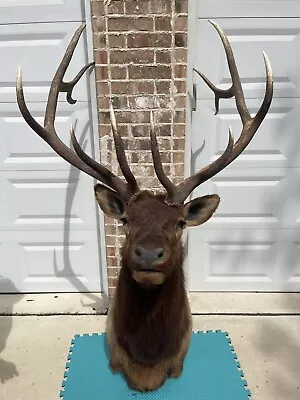  Large Elk Head 12 Point Elk Taxidermy Wall Mount • $3000