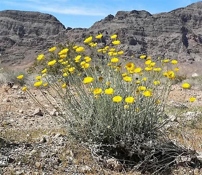 500 Yellow DESERT MARIGOLD Baileya Multiradiata Showy Drought Daisy Flower Seeds • $3