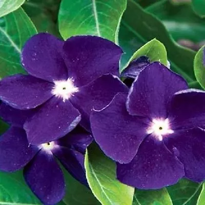 40+ Fragrant Deep Purple  Vinca  Flower Seeds / Long Lasting Annual  • $4.89