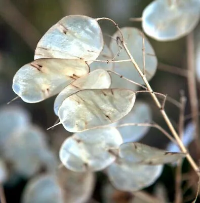 Money Plant Seeds (Lunaria) | Silver Dollar Plant Honesty Coins Flower Seed 2024 • $3.95