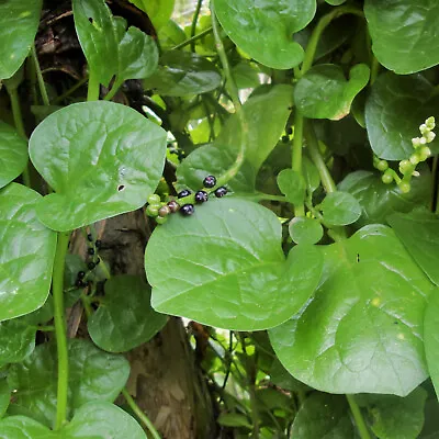 Giant Malabar Spinach Seeds | Round Leaf Green Vine Lettuce Vegetable Seed 2024 • $3.95