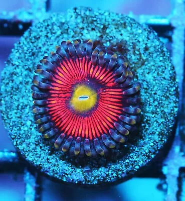 Everlasting Gobstopper Paly Zoanthids Paly Zoa SPS LPS Corals WYSIWYG • $4.99