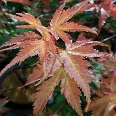 Acer Brown Sugar Plant Japanese Maple Tree Outdoor Deciduous Garden Shrub Potted • £12.99