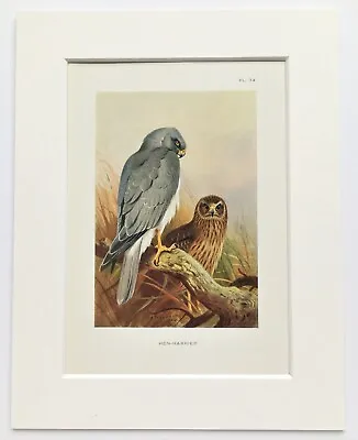 £7.99 • Buy Archibald Thorburn - HEN HARRIER - Mounted Vintage 1920s Bird Print (74)
