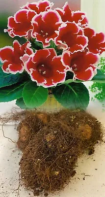3 Gloxinia (sinningia) Kaiser Friedrich Red/white Bulbs/corms Indoor Plant • £212.50