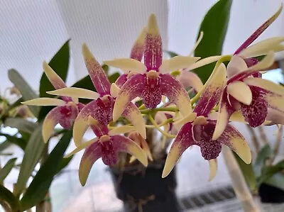 $26.50 • Buy Orchids Dendrobium Nanny Joy ‘Cutie’ X Dingadee Gold ‘Burner’ Seedling 80mm Pots