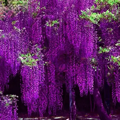 Purple Floribunda Wisteria Vine 10 Purple Chinese Wisteria Seeds  • $2.48