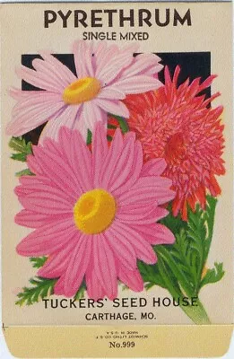 Vintage Flower Seed Packet PYRETHRUM 1920s  NO SEEDS   Original Lithograph • $8