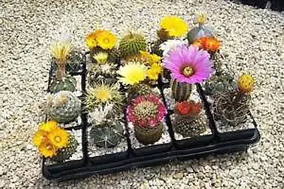 Cactus Mix - 13 Varieties (50 Seeds) • $6.49