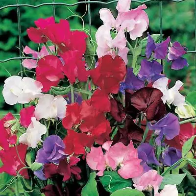 Sweet Pea Spencer Mixed Seeds Grow Your Own Flowers Borders Simply Garden • £2.49