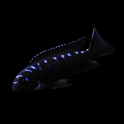 Neon Spot Mbuna Cichlid | Chindongo Elongatus «Neon Spot» | Lake Malawi Cichlid • £16.45