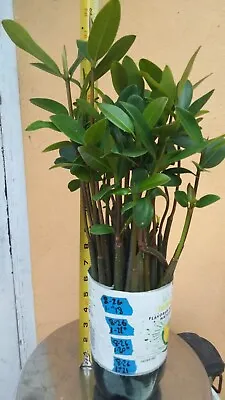 37 Red Mangroves Bunch Plant Joined By Roots Rhizophora Mangle Mangrove Aquarium • £159.83