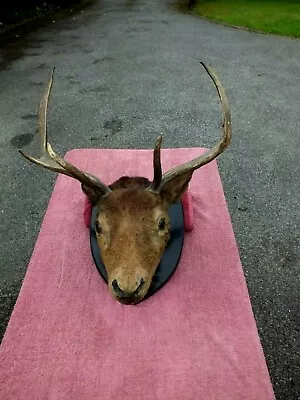 £234.30 • Buy Antique Victorian Taxidermy Mounted Head Of 12 Point Red Deer Stag Dated 1884