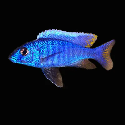 Electric Blue Hap Cichlid | Sciaenochromis Fryeri | Lake Malawi Cichlid • £12.65