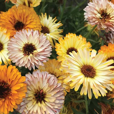 Calendula Seeds Annual Flower Garden Plants 'Playtime Mix' 1 Packet 75 Seeds T&M • £2.99