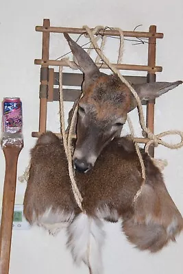 Backpack Whitetail Deer Head Wall Mount Taxidermy Cape Shed Antler Hunt Mule • $315