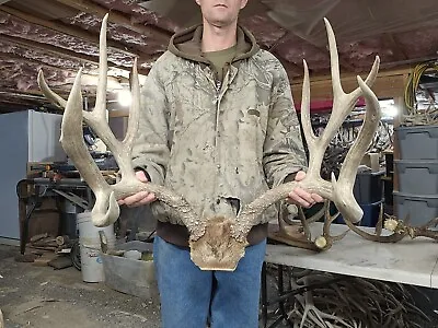 Huge Giant 208-209” Mule Deer Set Antlers Sheds Horns Elk Moose Rack • $1250