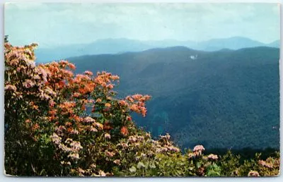 Mountain Laurel And Flame Azalea In Full Bloom In The Southern Appalachian Mts. • $3.46