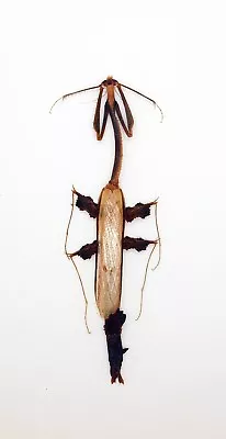 Mantidae -Mantis - Toxodera Sp (Rare) -  Cameron Highlands Malaysia (TS03) • $39.98