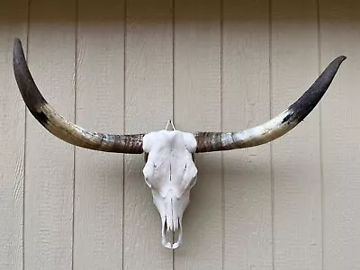 LONGHORN STEER SKULL 3 FEET 5 UnPOLISHED BULL HORN MOUNTED COW HEAD • $265