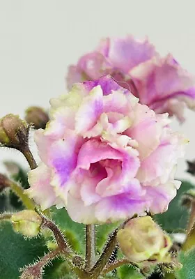 African Violet Sassy Sister. Semi Miniature. Large  Starter Plant. • $17.99