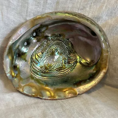 Vintage Large Red Abalone Haliotis Rufescens Shell 8” By 6 1/2” • £69.48