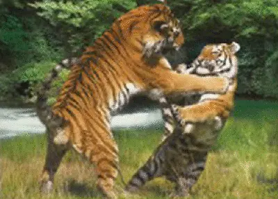 WILD TIGERS - 3D LENTICULAR FLIP TIGER PICTURE 400mm X 300mm (NEW) • £7.95