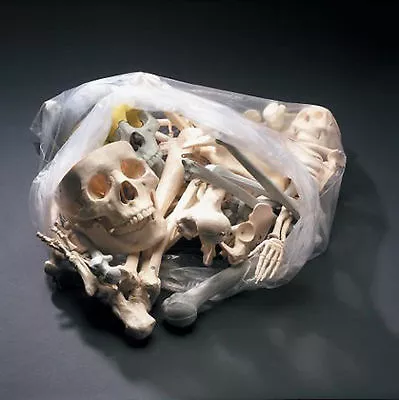 20lb Box Of Bones Human Skeleton Replica • $39