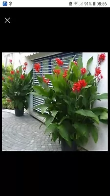 1 Canna Red Flower Plants • £5