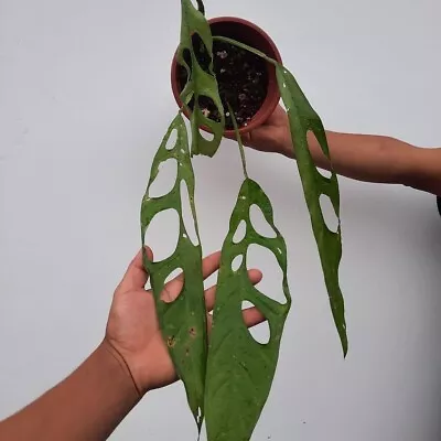 Monstera Obliqua Tiwintza - Very Rare Narrow Leaf Climbing Aroid • $70