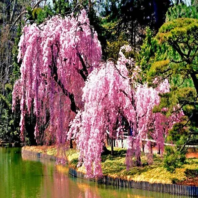 Japanese  WEEPING SAKURA  Cherry Blossom Flower Tree Seeds (pendula) Fast Hardy • $7.95