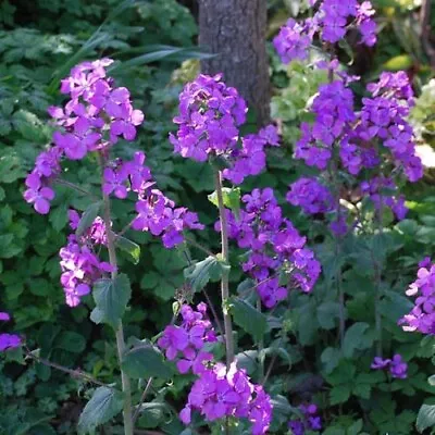 Lunaria Silver Dollar Violet (Lunaria Biennis) 30 Flower Seeds • $3.65