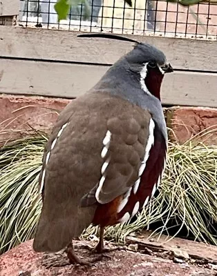 Mountain Quail Hatching Eggs • £23