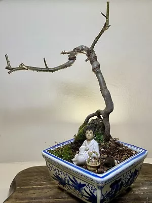 Bonsai Tree Crab Apple Roots Over A Rock 15 Years Old. • £95