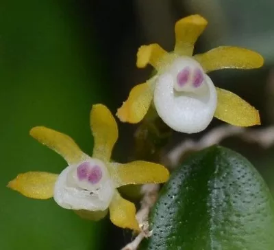 Taeniophyllum Obtusum Miniature Orchid Plant Species + PHYTO Certificate • $35