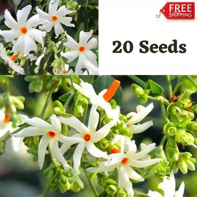 NIGHT FLOWERING JASMINE SEEDS Nyctanthes Arbor-tristis Parijat – 20 Seeds • £6.64