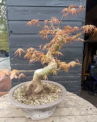 Japanese Maple Bonsai Tree In Bonsai Pot • £295