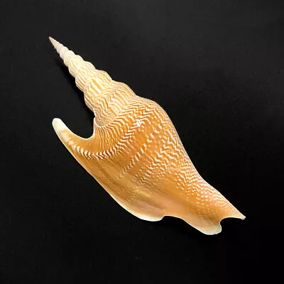 Lister's Conch Sea Shell Mirabilistrombus Listeri Rare Real Sea Shell • $45.99