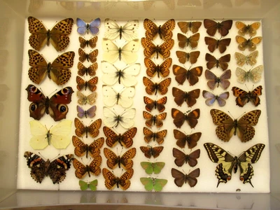 £32 • Buy StoreBox 1 (55) British Butterflies Moths Entomology Insect Lepidoptera