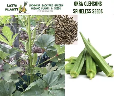 Okra 50+ Organic Seeds 2022 Harvest(Clemsons Spineless) • $4