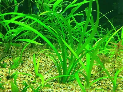 £3.45 • Buy 5 X SAGITTARIA SUBULATA - Live Aquarium Plant Fish Tropical Aquatic Fern