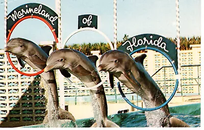 Vintage Postcard Florida Marineland Porpoises Leaping Through Hoops -057 • $1.93