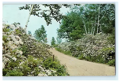 1961 Mountain Laurel Nipmuck State Forest Union CT Early Posted View • $14.50