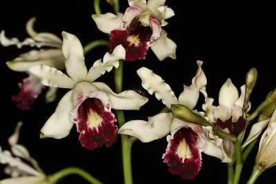 $55 • Buy Species Orchid Flask - Schomburgkia Albopurpurea