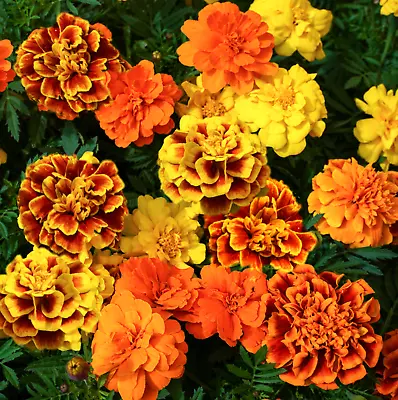 Sparky Mix French Marigold Seeds | Double Bicolor Flower Seed 2024 Fast Shipping • $3.95