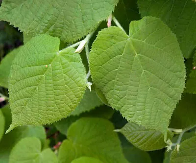 Large-leaved Linden - Lime - Tilia Platyphyllos - 50+ Seeds - Heirloom! W 048 • £1.79