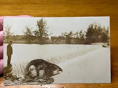 Antique Monroe Michigan MI Exaggerated Muskrat Man Pipe RPPC Real Photo Postcard • $110.49