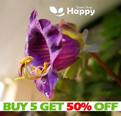 RARE - CUP AND SAUCER VINE PURPLE - 20 SEEDS - Cobaea Scandens - CLIMBER FLOWER • £2.30