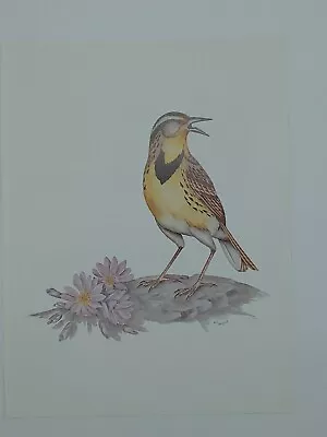 Vintage Art Print Montana State Bird & Flower Western Meadowlark & Bitterroot • $14.99
